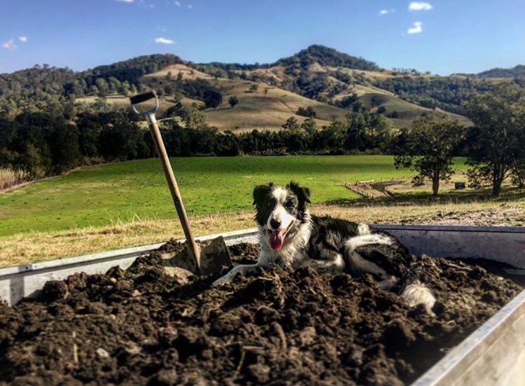 Bennett on the compost heap