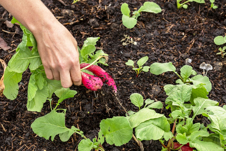 Pulling (harvesting)