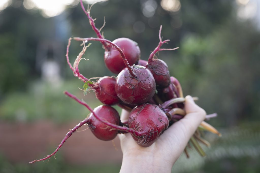 beetroot — organic vegetable box 