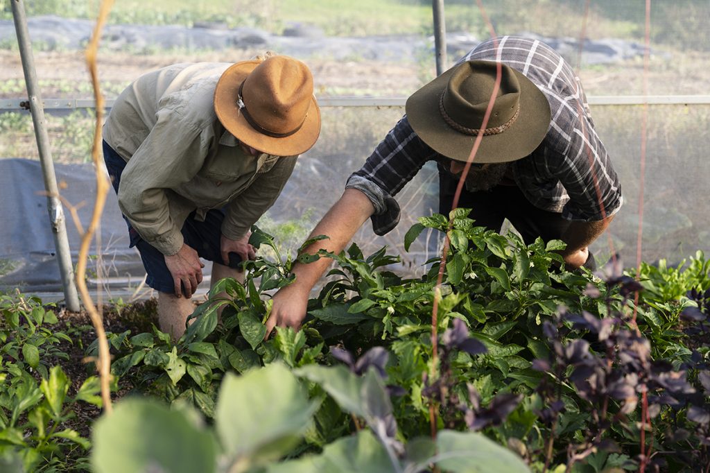 volunteer on an urban farm