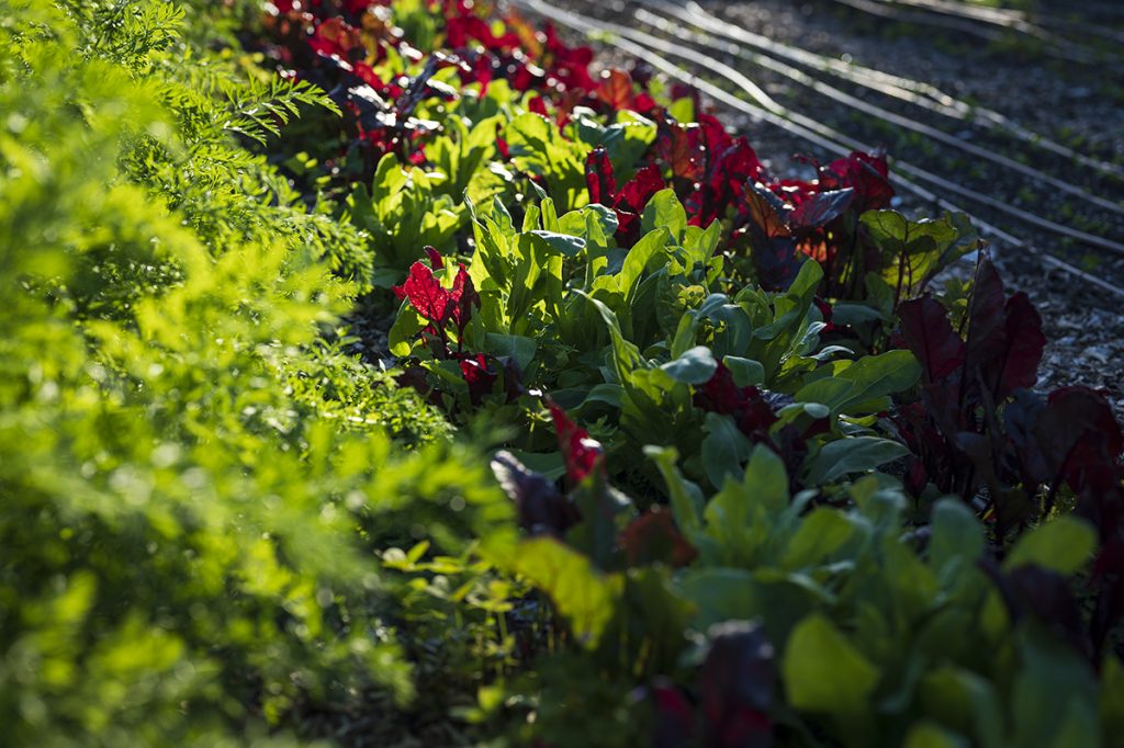 seasonal produce