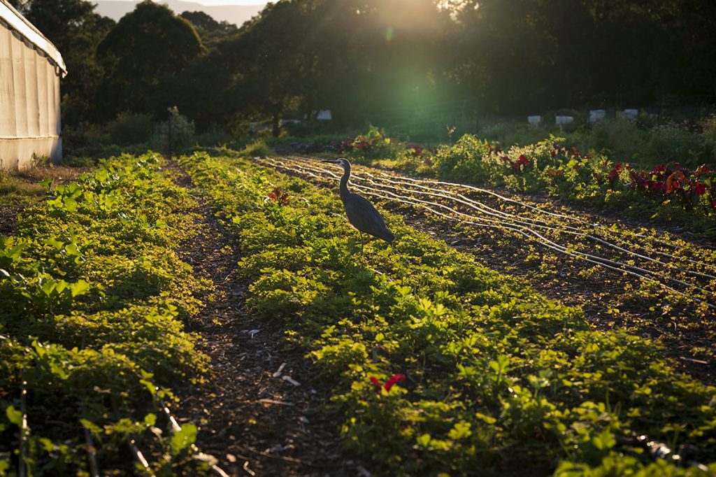 seasonal produce